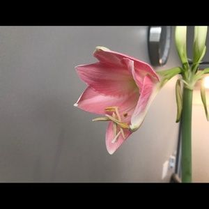 Meet your Posher, Suzanne